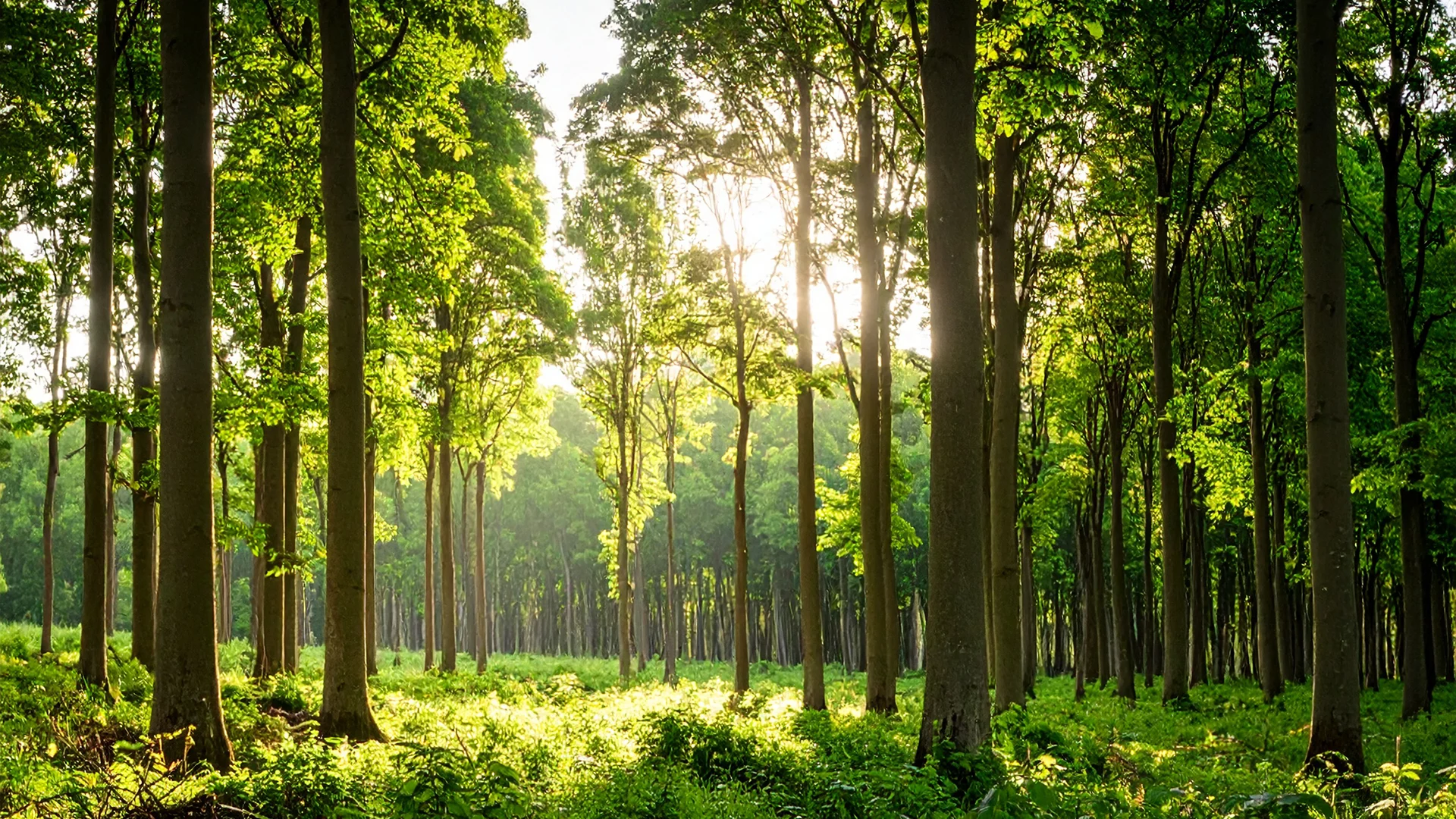 The Green Cover Afforestation Program for Carbon Sequestration
